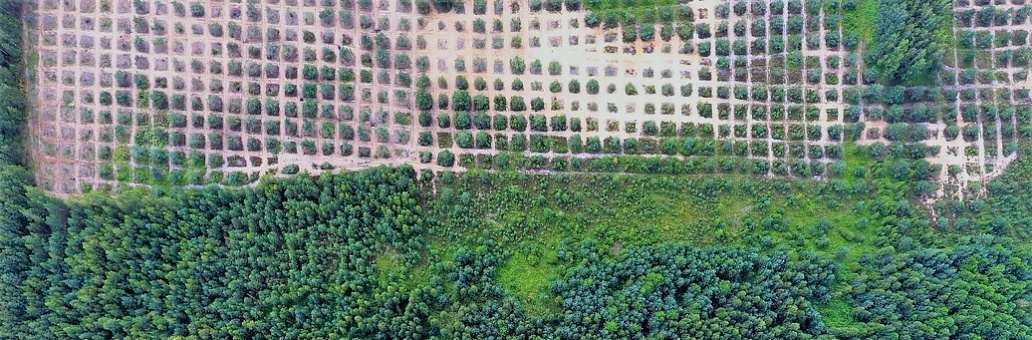 Forestry